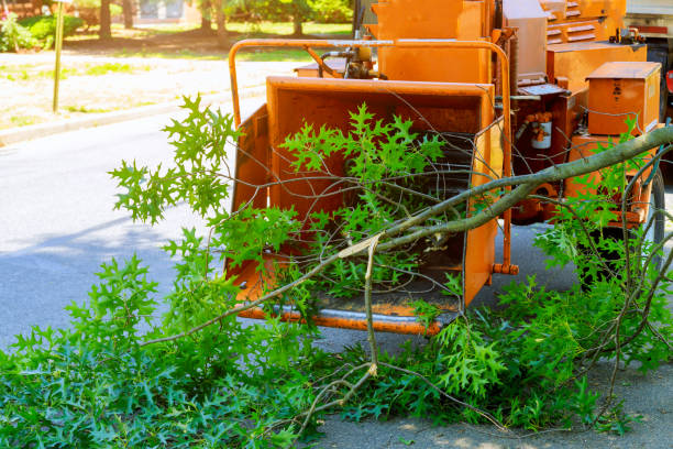 The Steps Involved in Our Tree Care Process in Richfield, UT